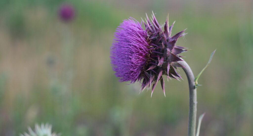 Milk thistle flower